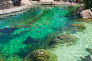 Stingray Falls • Proslide Mammoth