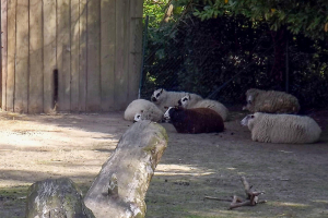Animals at Bellewaerde / Tiere in Bellewaerde