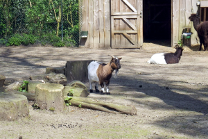 Animals at Bellewaerde / Tiere in Bellewaerde