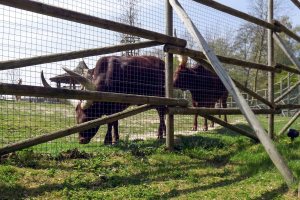 Animals at Bellewaerde / Tiere in Bellewaerde