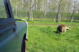 Animals at Bellewaerde / Tiere in Bellewaerde