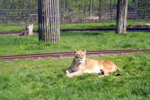 Animals at Bellewaerde / Tiere in Bellewaerde