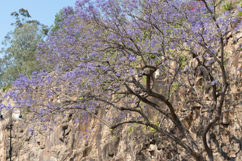 Kangaroo Point Cliffs Park