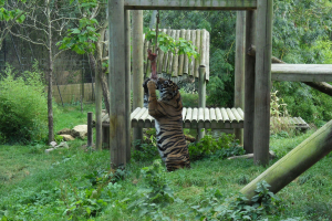 Animals