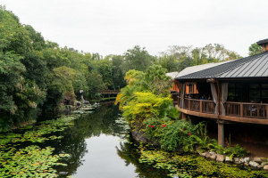 Animal Kingdom