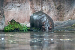 Gorilla Falls Exploration Trail