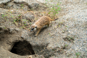 Gorilla Falls Exploration Trail