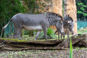 Gorilla Falls Exploration Trail