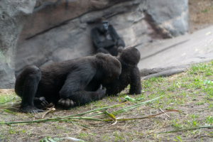 Gorilla Falls Exploration Trail