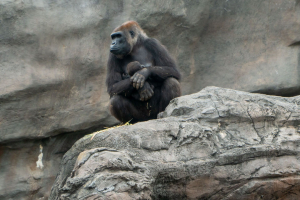 Gorilla Falls Exploration Trail