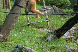 Maharajah Jungle Trek