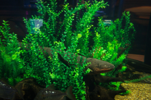 Downtown Aquatium Houston