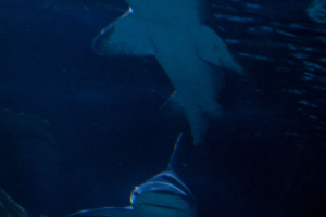 Downtown Aquatium Houston