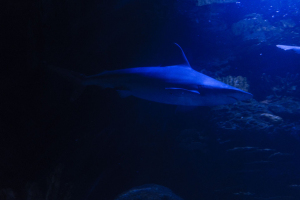 Downtown Aquatium Houston