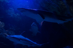 Downtown Aquatium Houston