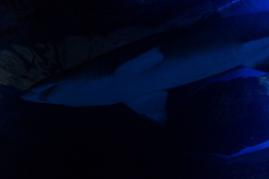 Downtown Aquatium Houston