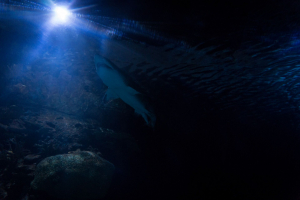 Downtown Aquatium Houston