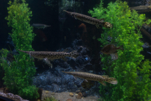 Downtown Aquatium Houston