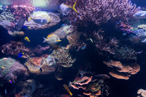 Downtown Aquatium Houston