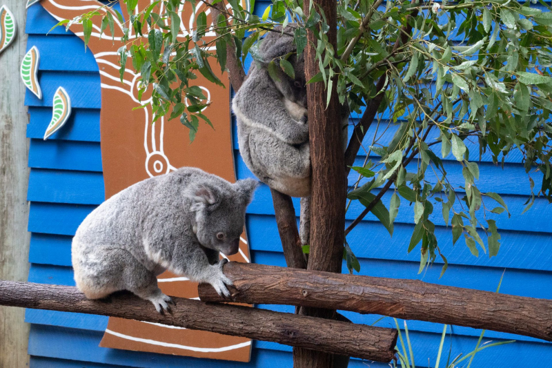 Koala / Koalabär