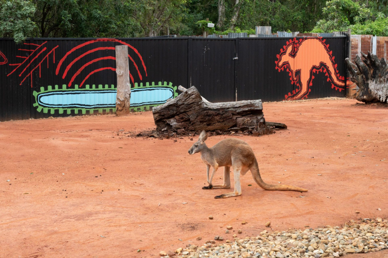 Kangaroo / Känguru
