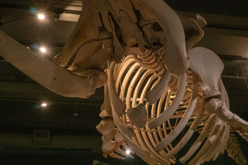 Field Museum of Natural History