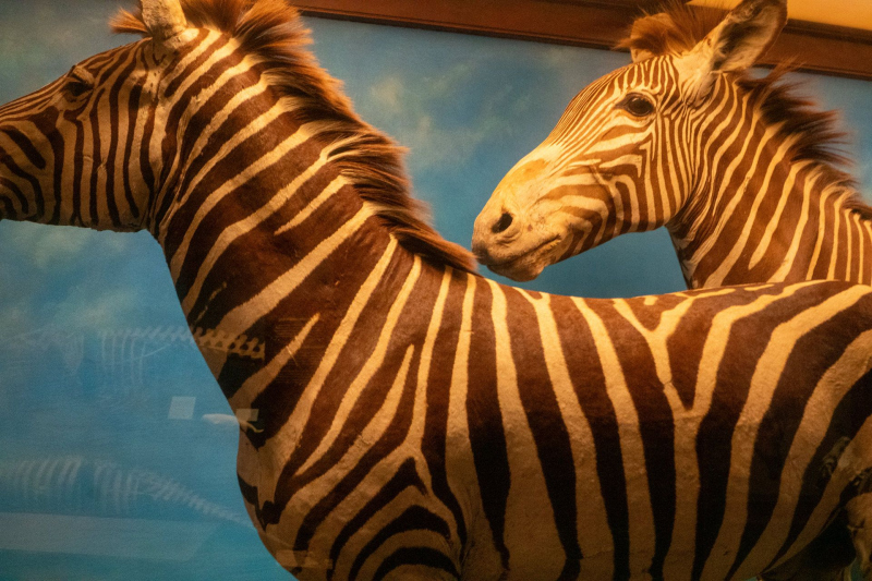 Field Museum of Natural History