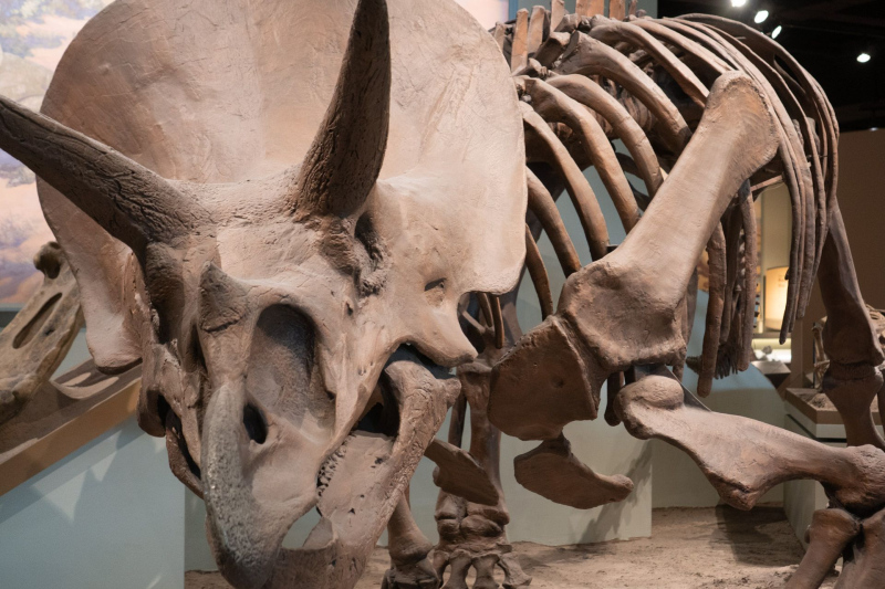 Field Museum of Natural History