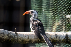 Animals at Freizeit-Land Geiselwind