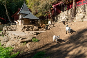 Animals at Freizeitpark Plohn / Tiere im Freizeitpark Plohn