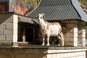 Animals at Freizeitpark Plohn / Tiere im Freizeitpark Plohn