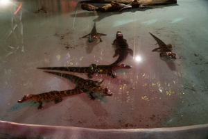 Gator Spot
