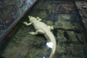 Gator Spot