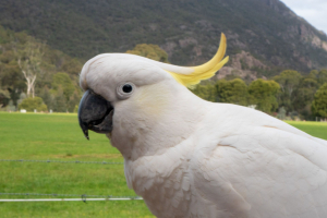 Kakadu on the terrace of the Kookaburra Motor Lodge
