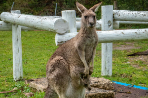 Kangaroos in Halls Gap