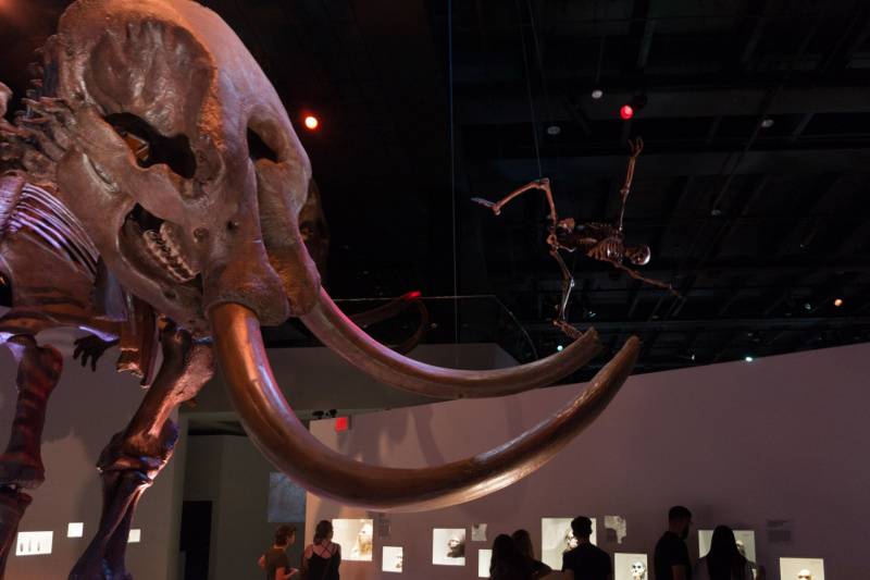 Houston Museum of Natural Science