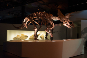 Houston Museum of Natural Science