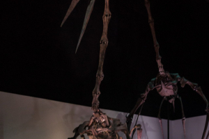 Houston Museum of Natural Science