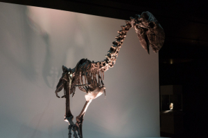 Houston Museum of Natural Science