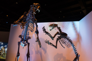 Houston Museum of Natural Science