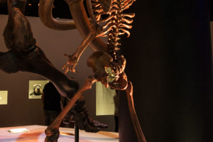 Houston Museum of Natural Science