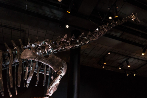 Houston Museum of Natural Science