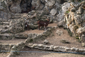 Animals
