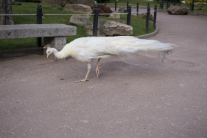 Animals