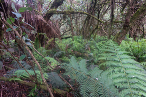 Dandenong Ranges • Sherbrooke Forest