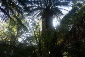 Dandenong Ranges • Sherbrooke Forest