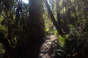 Dandenong Ranges • Sherbrooke Forest