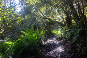 Dandenong Ranges • Sherbrooke Forest