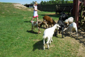 Animals / Tiere