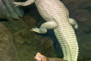 California Academy of Sciences